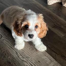 Dodger - Red and white male Cockapoo puppy in Elgin, Texas from Good Grief Doodles