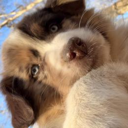Australian Shepherd Puppies from Shaina’s Shepherds