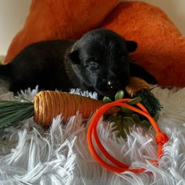 Belgian Malinois Puppies from Z Domu Niedzwiedzia Malinois
