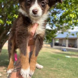 Sugar - Red tri female Toy Australian Shepherd puppy in Carlsbad, New Mexico from Carlsbad Toy Aussies