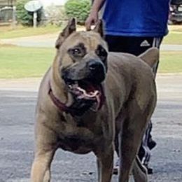 Athena - Cane Corso