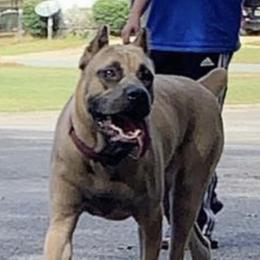 Athena - Cane Corso