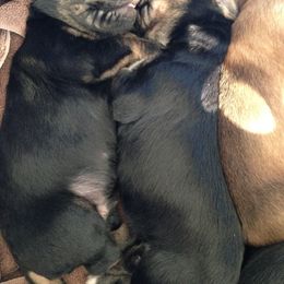 Otterhound Puppies from Blue Fairy Otterhounds