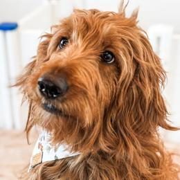 River - Goldendoodle