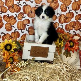 Aussiedoodle and Australian Shepherd Puppies from Dark Water Standards