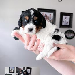 Cavapoo Puppies from Wonderful World Doodles