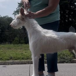 Paxton - Ibizan Hound