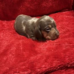 Boy 3 - Dapple male Dachshund puppy in Ponce De Leon, Florida from Brittany's Dachshunds
