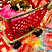 Shichon and Shih Tzu Puppies from Angie’s Teddy Bear Puppies Minnesota