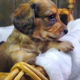 Cee-Cee - Red female Dachshund puppy in Mountain Grove, Missouri from Callaway Country Dachshunds