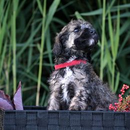 Poodle Puppies from Nay Design Poodles
