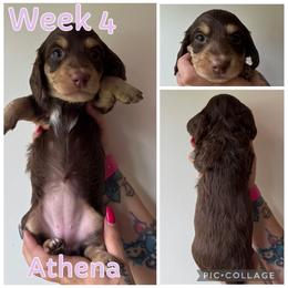 Athena - Chocolate and cream female Dachshund puppy in Michigan from M.H.P Dachshunds
