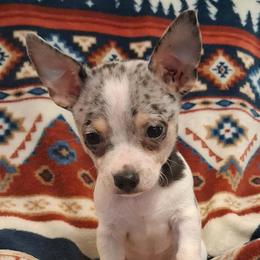 RIVER - Blue merle male Chihuahua puppy in Branford, Florida from Mbjs Doxies and chihuahuas