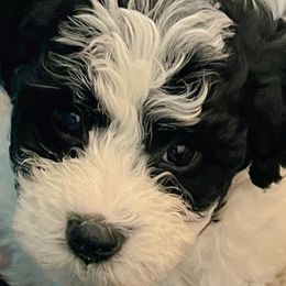 Bichon Frises, Poodles, and Shichons from Susi’s Precious Pooches of Citra