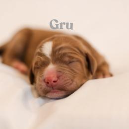 Gru - Red  male Goldendoodle puppy in College Station, Texas from Em & El Doodles