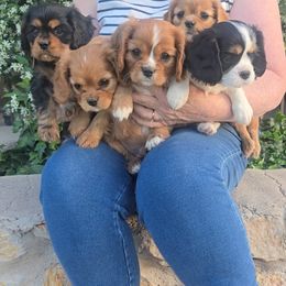 Cavalier King Charles Spaniel and Cavapoo Puppies from Moongate Cavaliers