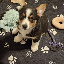 American Corgi and Pembroke Welsh Corgi Puppies from Clarence Corgis