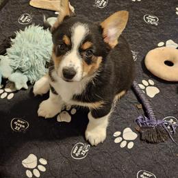 American Corgi and Pembroke Welsh Corgi Puppies from Clarence Corgis