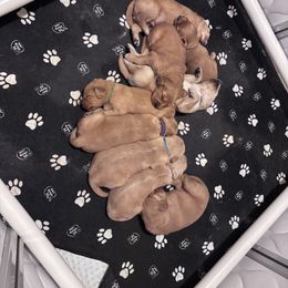 Golden Retriever Puppies from Brilliant Golden Furry Tails