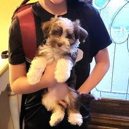 Havanese from Puppies For A Purpose