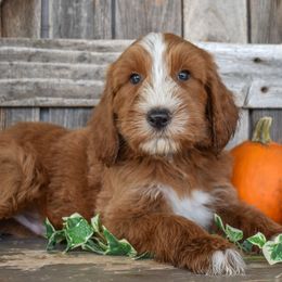3 Males (2) - Red male Irish Doodle puppy in Macedon, New York from Toodles Goldendoodles