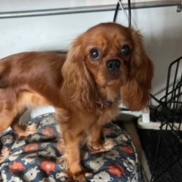 Muffin - Cavalier King Charles Spaniel