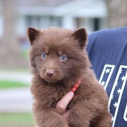 Noodle (Red) - Liver male German Shepherd puppy in Garrett, Indiana from Devil-Dog Shepherds