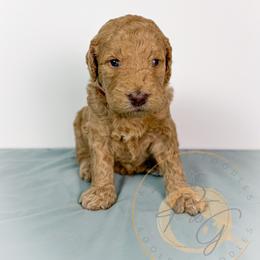 Gertie (maroon collar) - Apricot female Goldendoodle puppy in Murrieta, California from Apricot Poodles & Goldendoodles, LLC