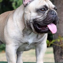 French Bulldogs from The Minifrenchise