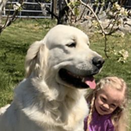 Pluto - Golden Retriever