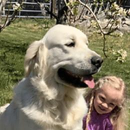 Pluto - Golden Retriever