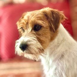 Secret - Russell Terrier
