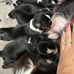 Border Collie Puppies from Garcia Family Farms