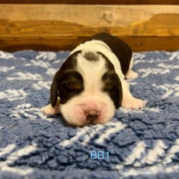 BB1 - Liver white and tan male English Springer Spaniel puppy in Britton, South Dakota from K&S Canines