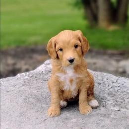 Tootsie - Apricot female Australian Labradoodle puppy in Harrisonburg, Virginia from Crown Doodles