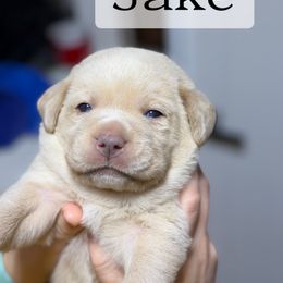 Jake - Yellow male Labrador Retriever puppy in Baldwin City, Kansas from Hedge Lane Labradors