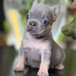 Star - Tricolors female French Bulldog puppy in Conyers, Georgia from Raydiant Bullies