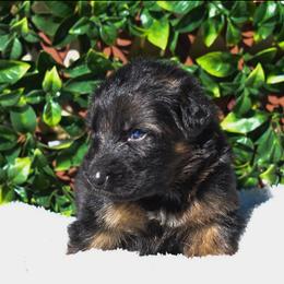 Female 2 - Black and red female German Shepherd puppy in New Jersey from Stahlhaus ( Previously Buffelbach Farmstead Shepherds)