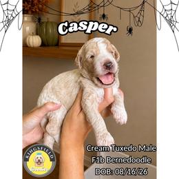 Casper - Yellow and white male Bernedoodle puppy in High Point, North Carolina from Kingsfield Doodles