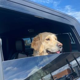 Kismet - Golden Retriever