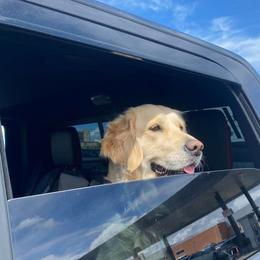 Kismet - Golden Retriever