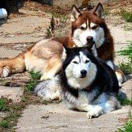 Siberian Husky All Grown Up from Boden Breeding