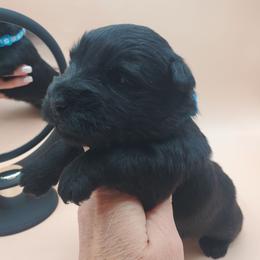 Tam - Black female Scottish Terrier puppy in Crossville, Tennessee from Cavern Kennels