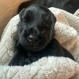 June - Black female Scottish Terrier puppy in Eagle Lake, Florida from Its Scot To Be Love Scotties