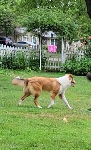 Collie Puppies from Katrina's Collies