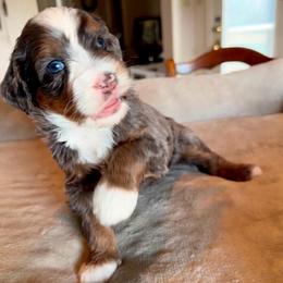 Ren - Blue merle male Bernedoodle puppy in Royse City, Texas from Platinum Bernedoodles of Texas
