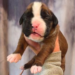 ESCAPE - Fawn female Boxer puppy in Red Boiling Springs, Tennessee from Silver Rain