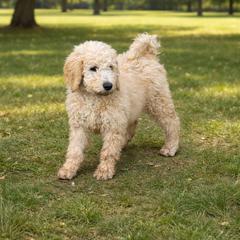 Sapphire - Golden female Double Doodle puppy in El Cajon, California from Calibear Doodles
