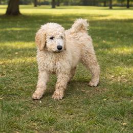 Sapphire - Golden female Double Doodle puppy in El Cajon, California from Calibear Doodles