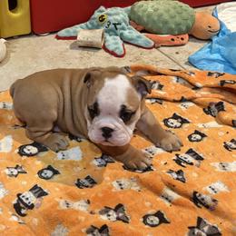 Clementine - Fawn and white female Bulldog puppy in Harrisburg, Pennsylvania from KnockDown Bulldogs